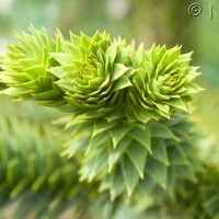 Monkey Puzzle